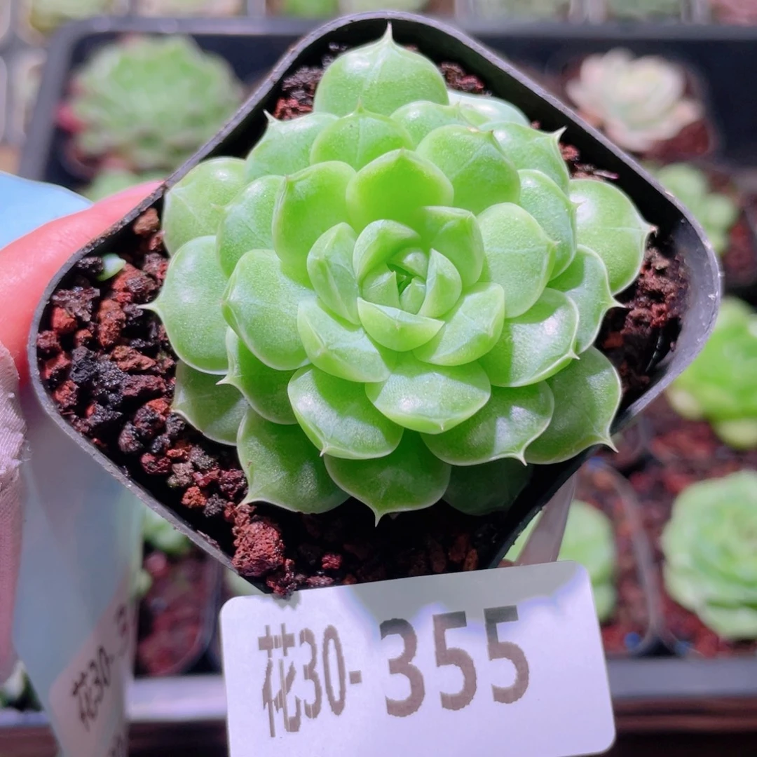 花利美30-355麦秆