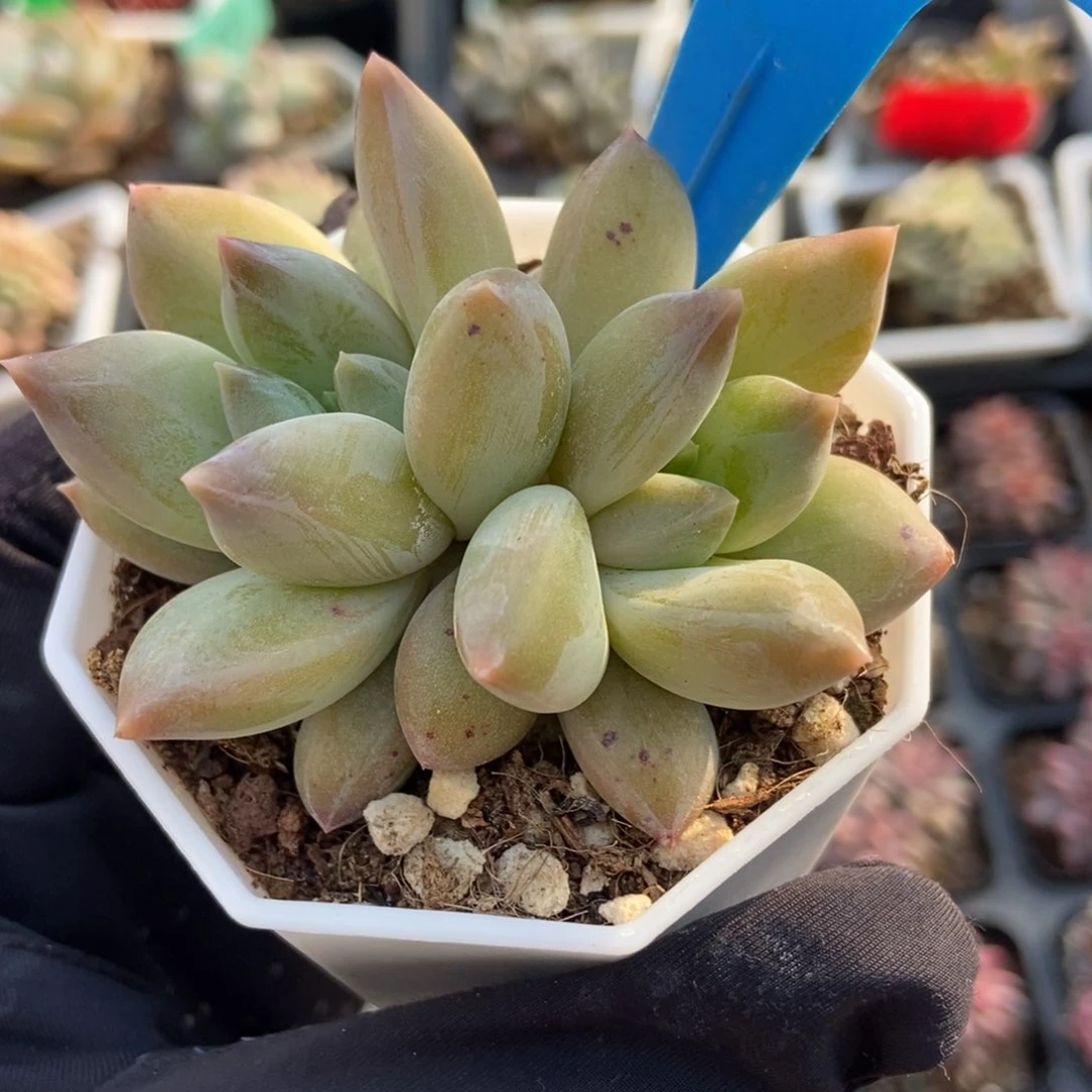 2022重楼多肉植物