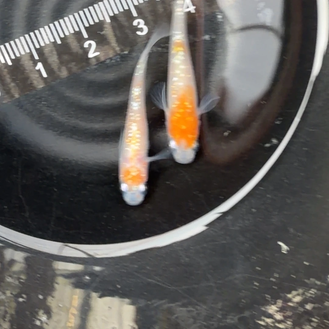 青鳉鱼观背青鳉54