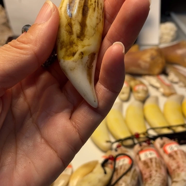 驼骨把件驼骨把件，能能的