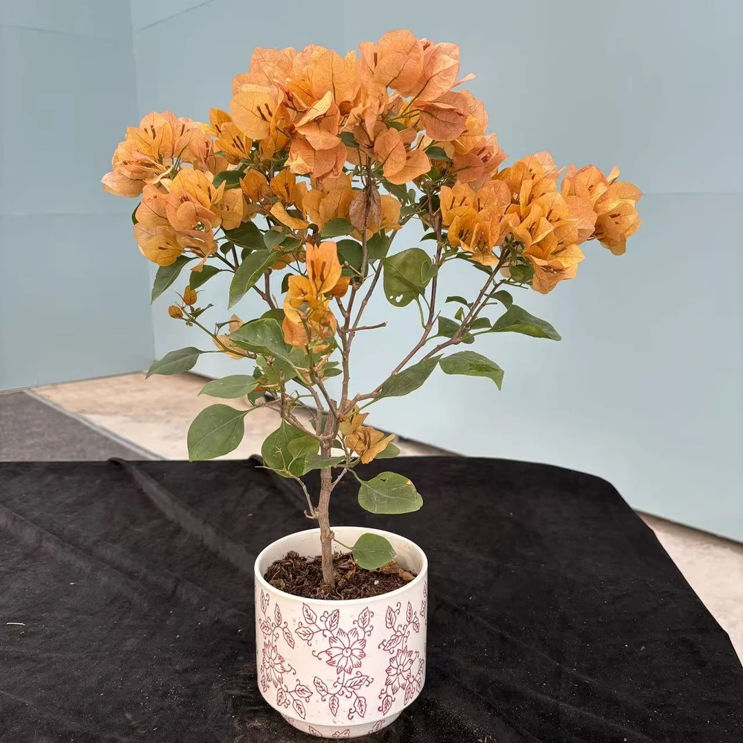 【艺景园海燕】金色光辉棒棒糖三角梅盆景老桩侧飘勤花好养