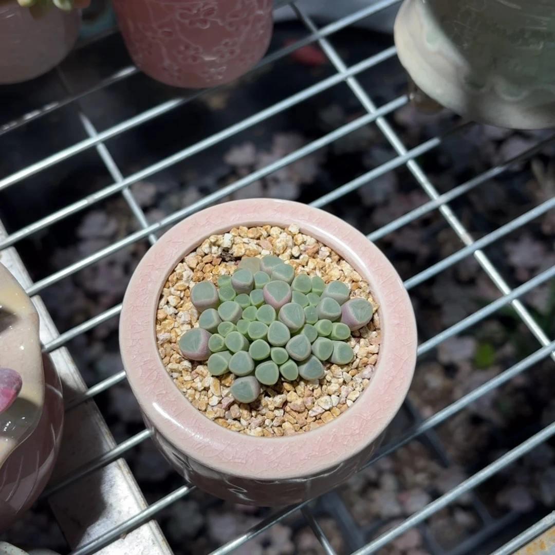 暖***暖五十铃玉多肉粉色圆盆