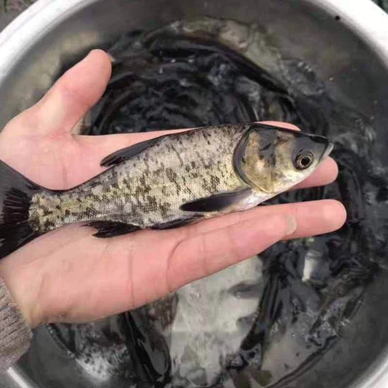 淡水养殖花鲢鱼苗活体大头鱼鳙鱼雄鱼冷水观赏鱼易活好养