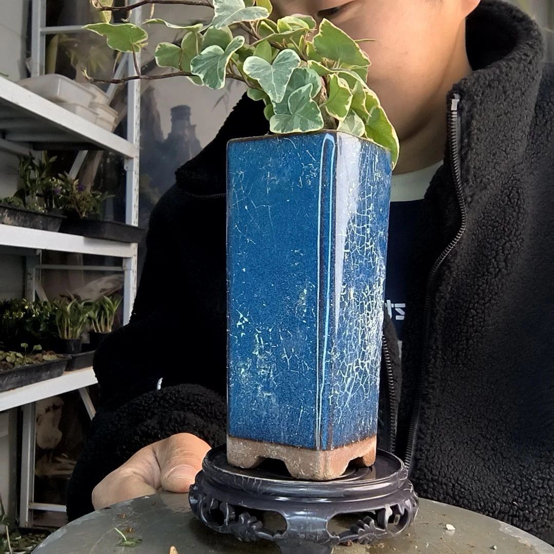 -**i小盆景小植物一物一拍258