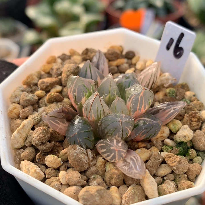 oh玉露锦，带盆发货