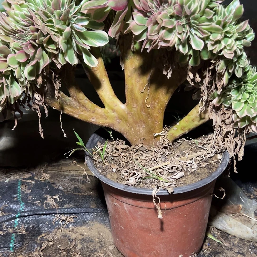 多肉植物女神缀花396