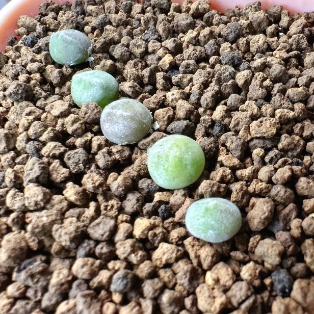 56多肉植物肉锥猫耳空蝉一颗