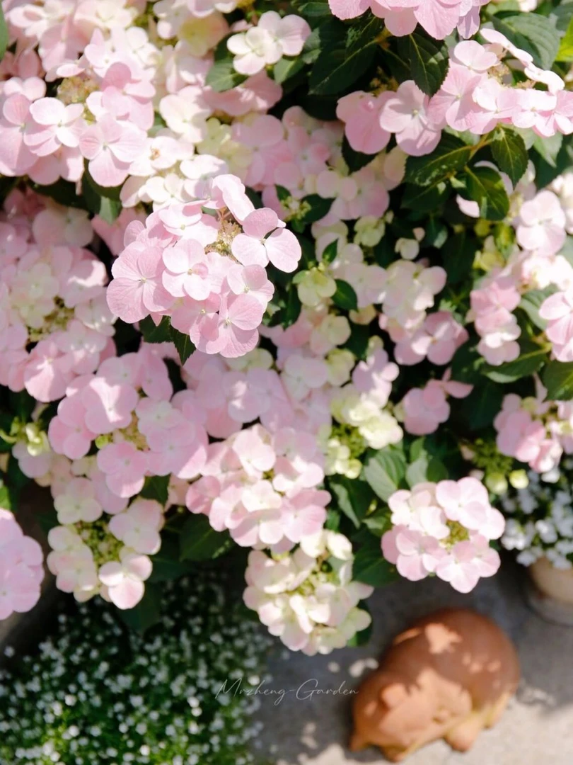 精品绣球 落跑新娘  庭院花园种植多年生观花植物