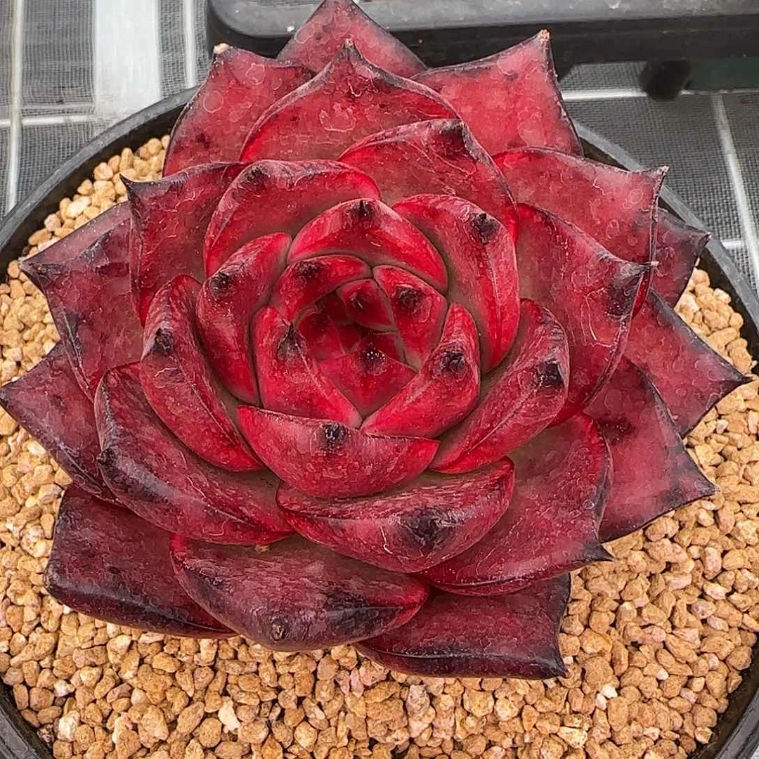 从前慢花园精选彩色吉拉姆