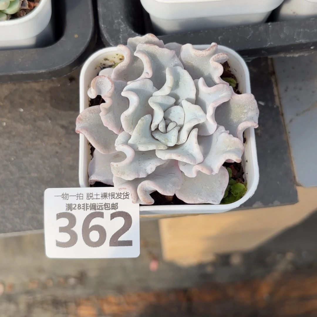 芭蕾舞者单头无盆土发货