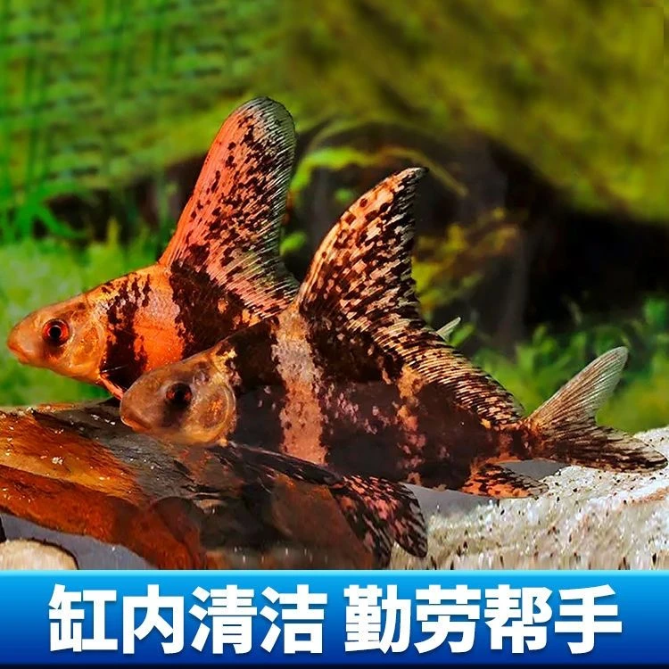 4/5厘米胭脂鱼一帆风顺大型淡水冷水活体可观赏易养殖