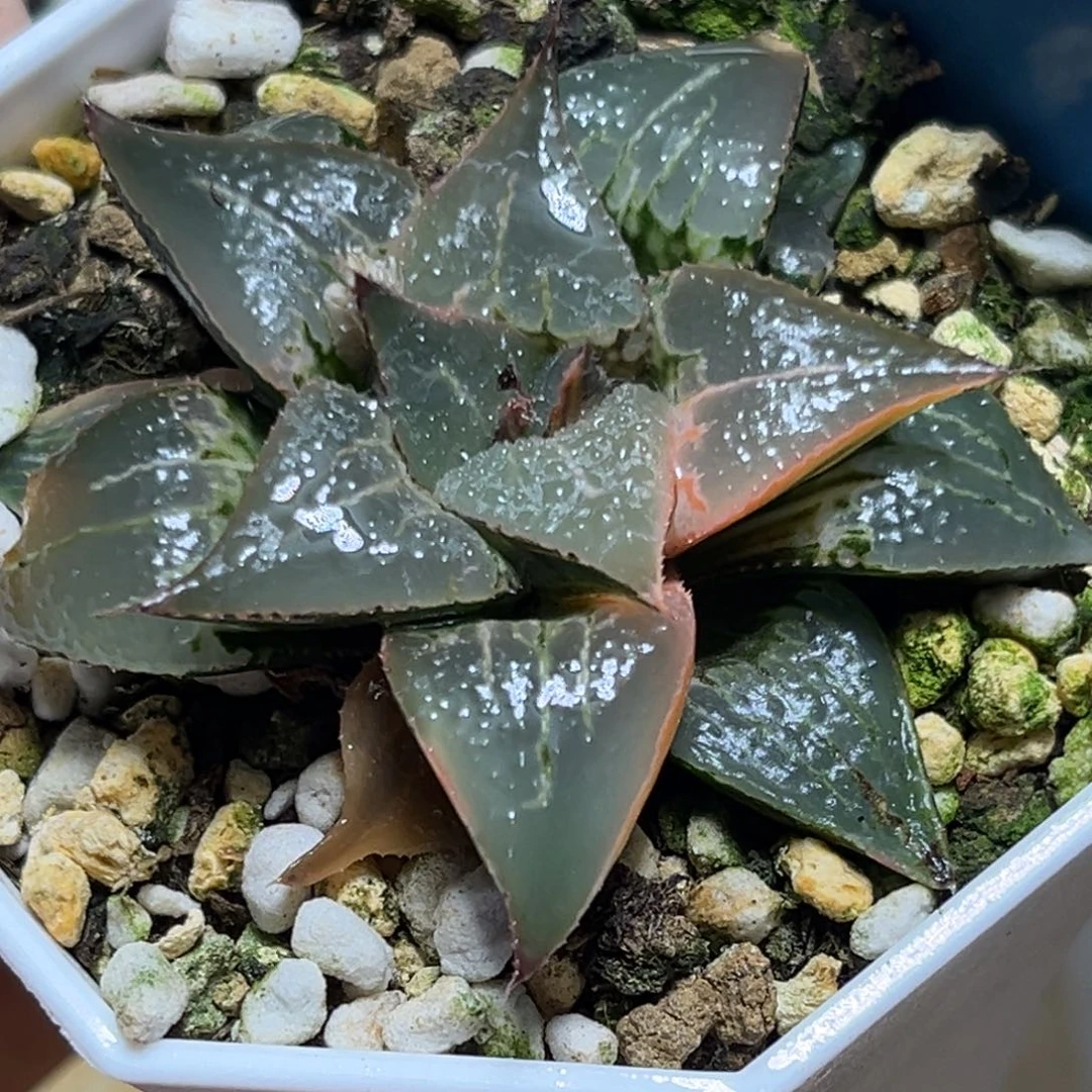 恭喜发财大吉大利848