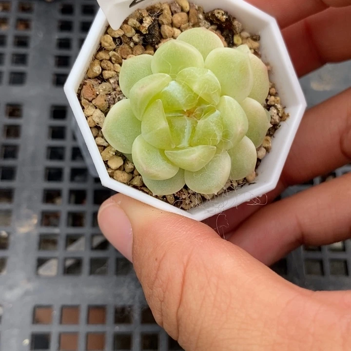 标297现金财富一个多肉