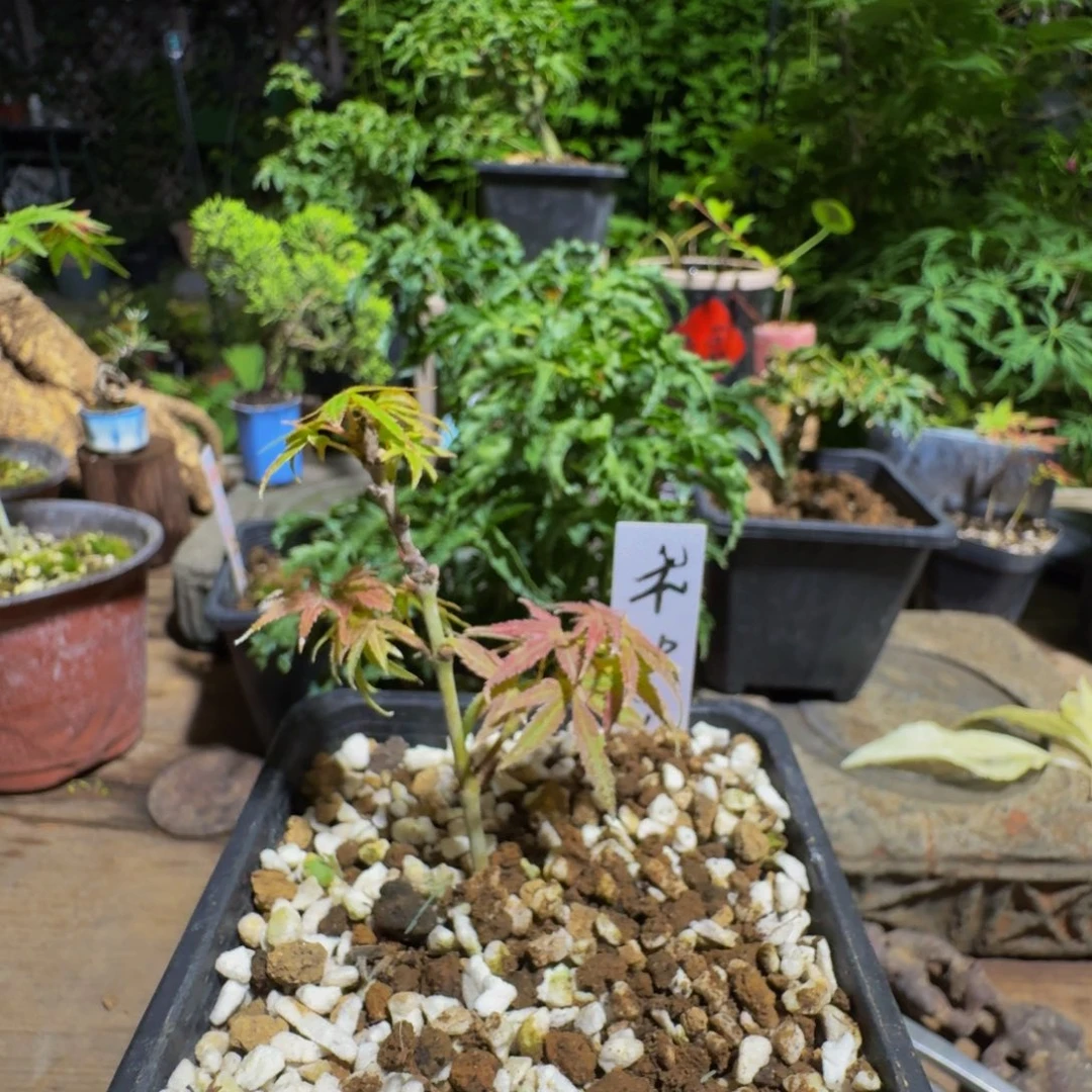 无花朵日本原生枫树扦插苗长良川