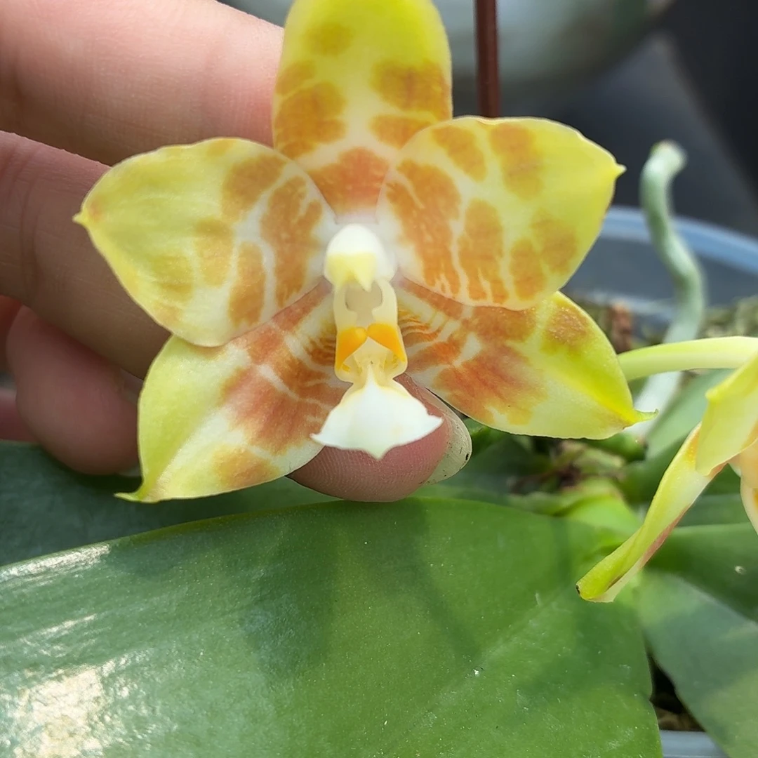 当前无花朵，栽培后可花朵A1871yss1169