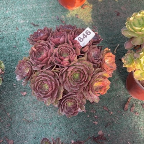 ←***`646桃花石朵朵多肉