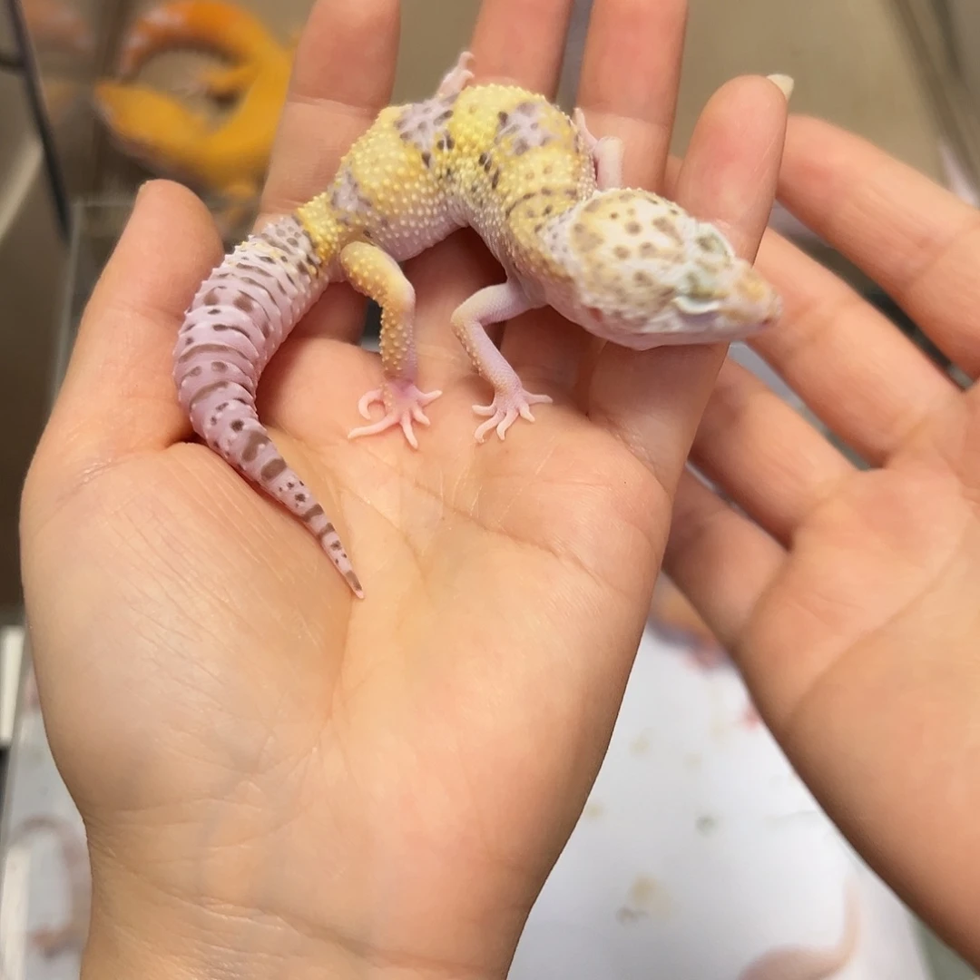 豹纹守宫豹纹守宫