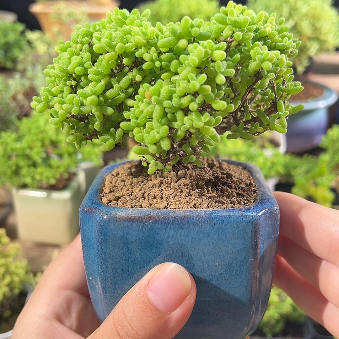 9号 蜜橘老桩精致造型