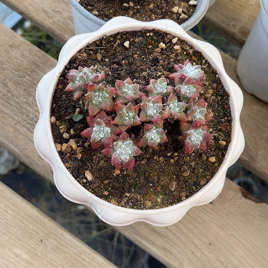 小鹿多肉一物一拍