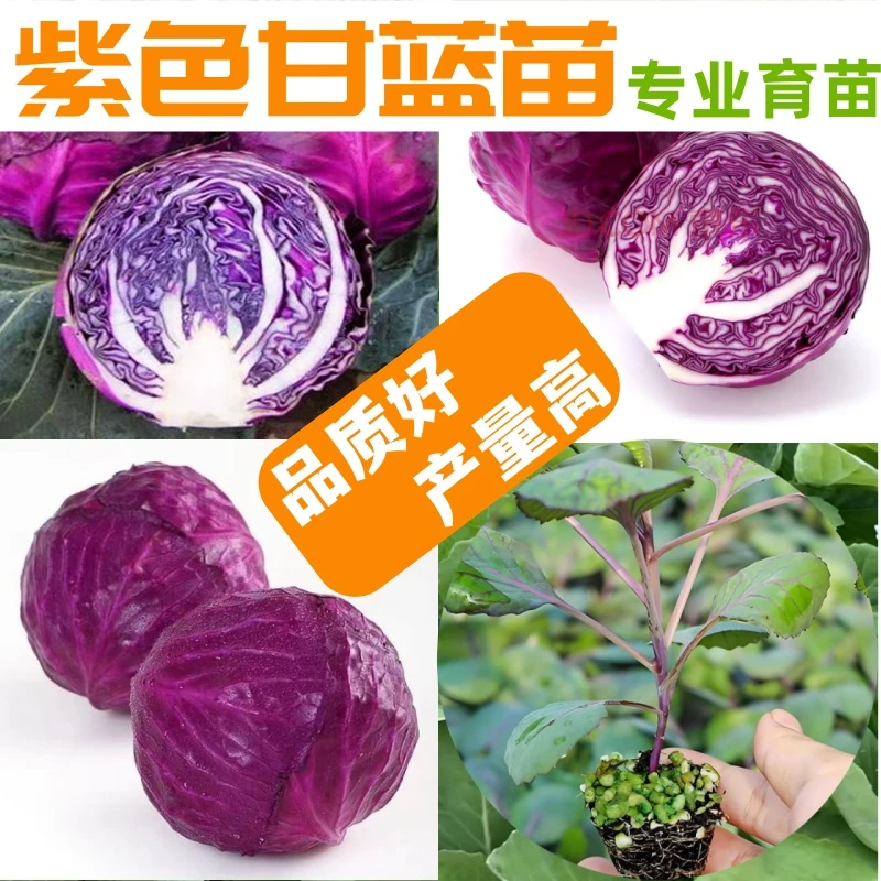 紫甘蓝苗绿甘蓝苗秧大头菜苗包心菜甘蓝种苗阳台庭院大田春秋种植
