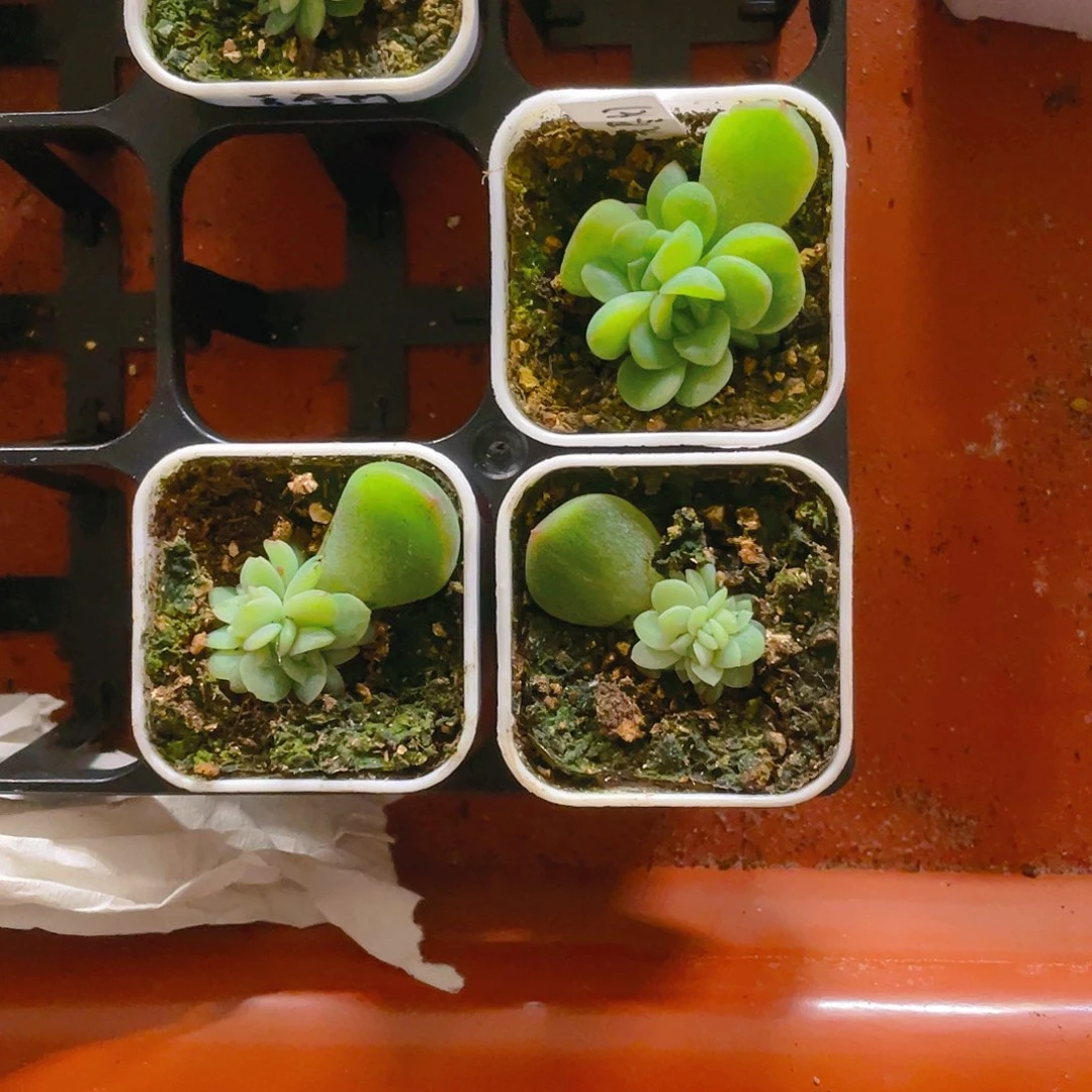 等****2三个五头无尽灯盆一个满25包邮