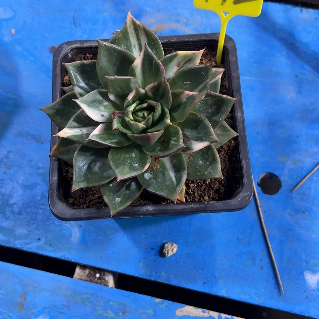 华***金藏宝图锦多肉植物