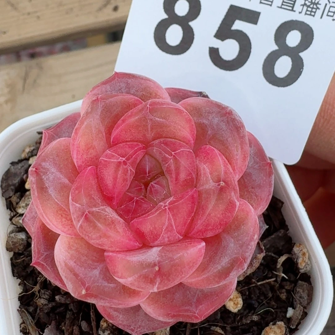 琥珀         精品多肉