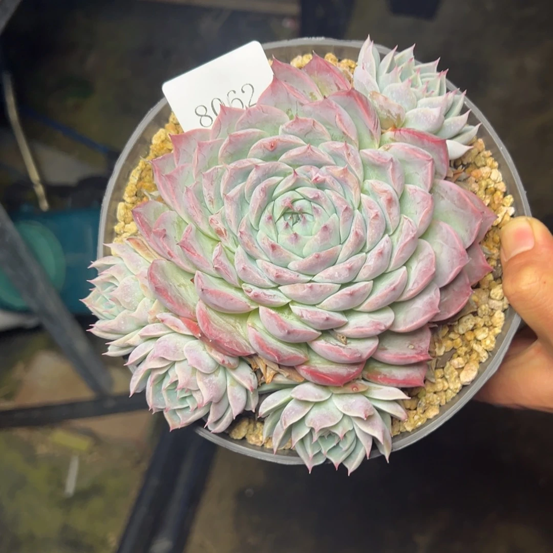 云*舞8062肉多哦哟多哦肉