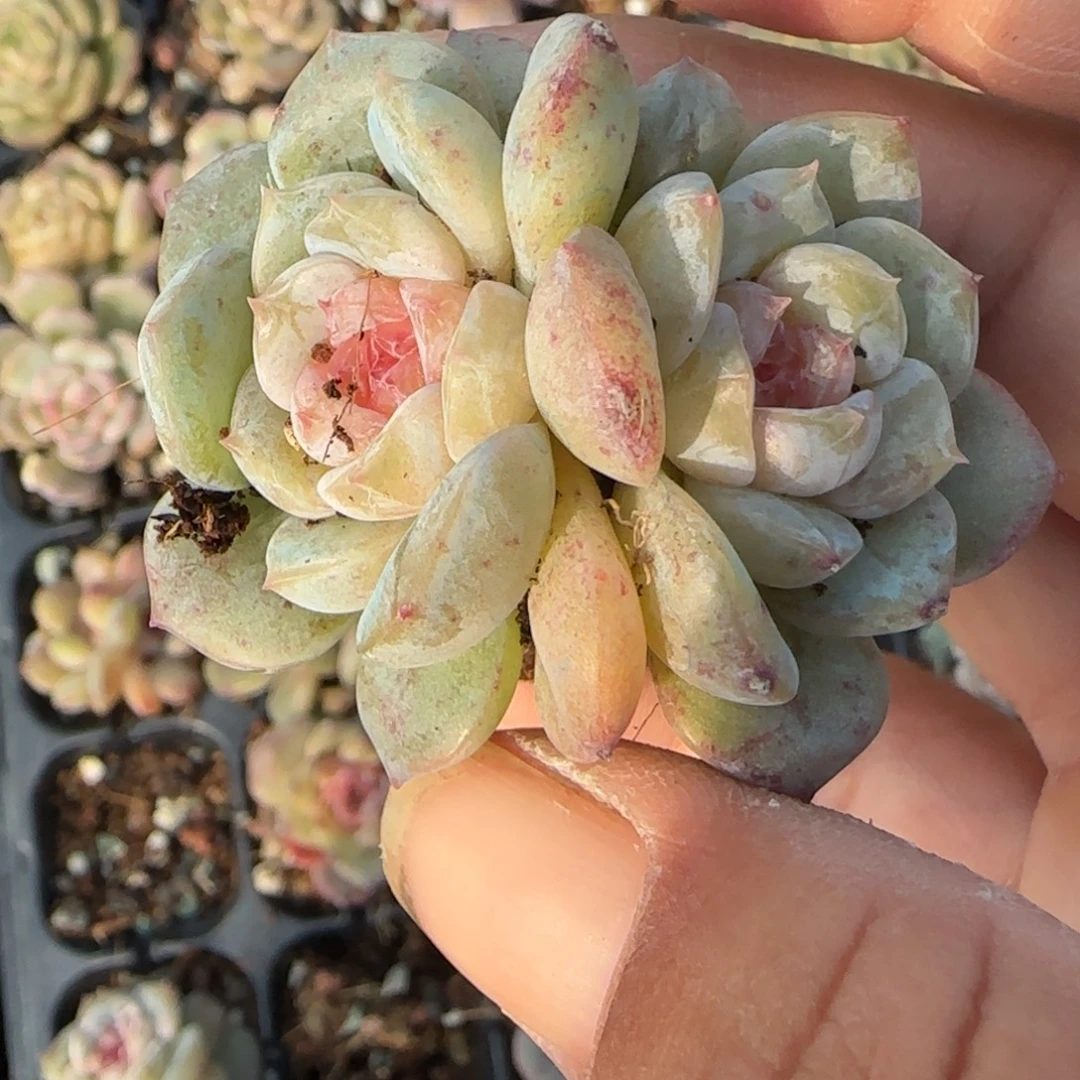 小卡拉米糖心一物一拍