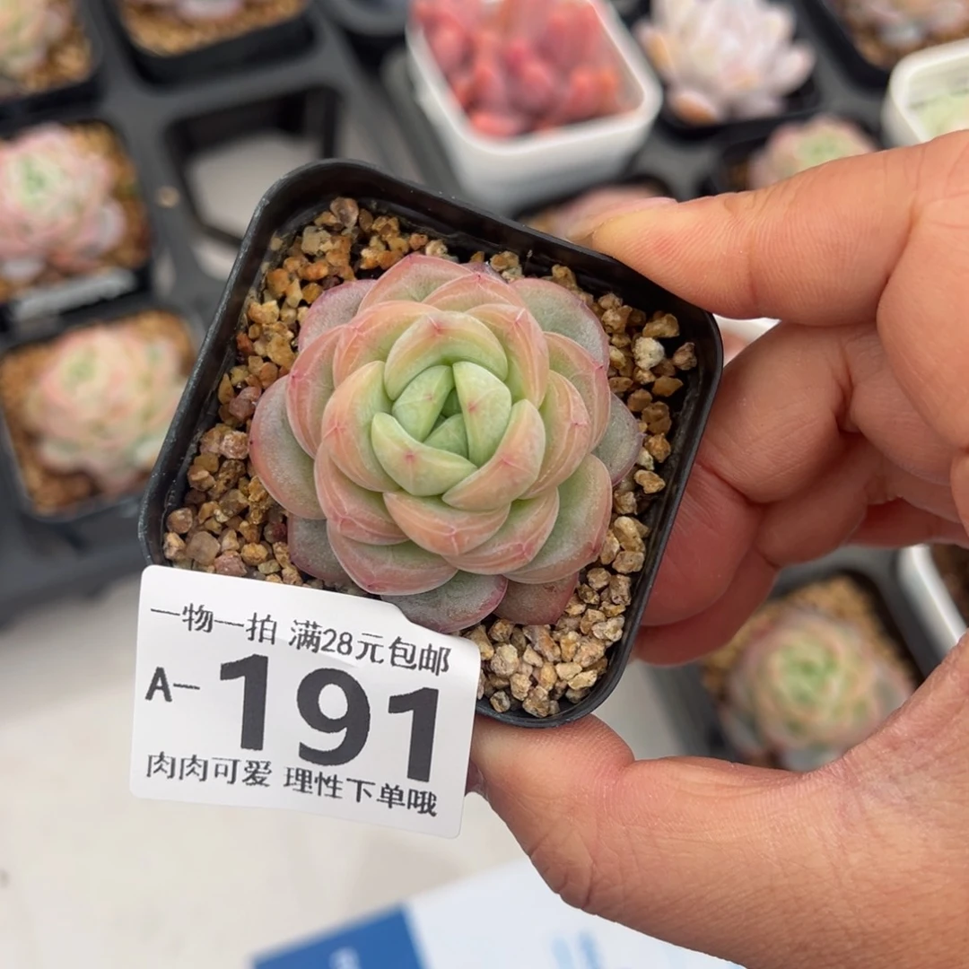 星星珍妮多肉多肉多肉