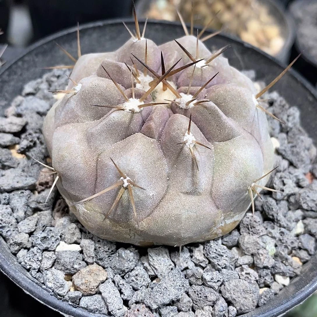 用****4实生白刺黑王丸仙人球