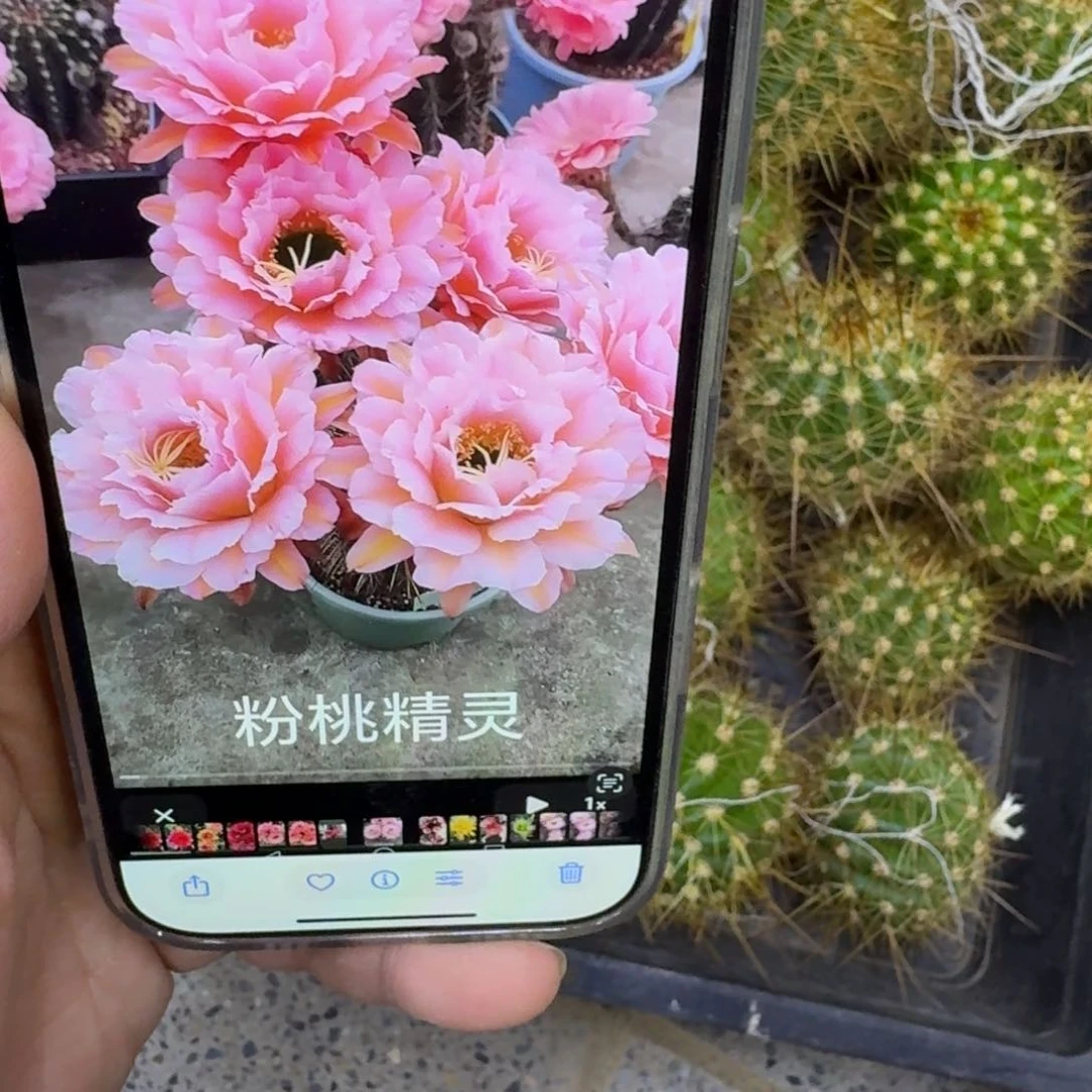231毛花柱粉桃歪无根侧牙5公分左右，20包邮