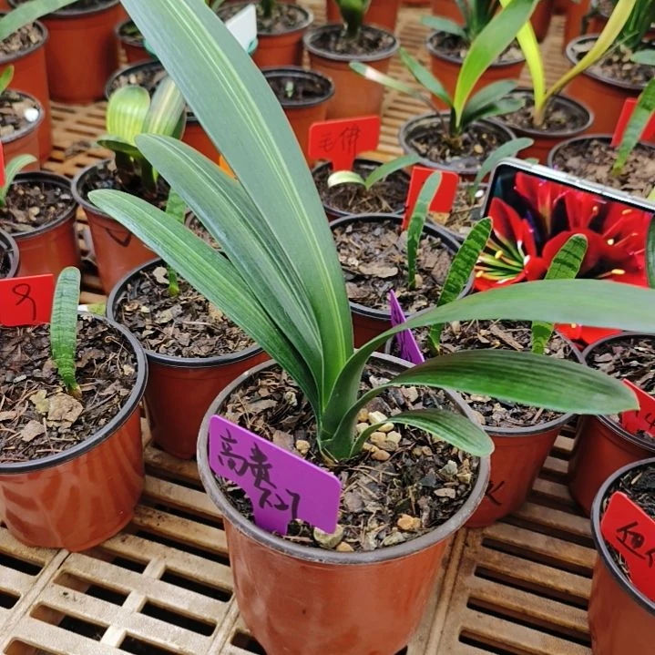 高***贵无花朵君子兰默认君子兰373