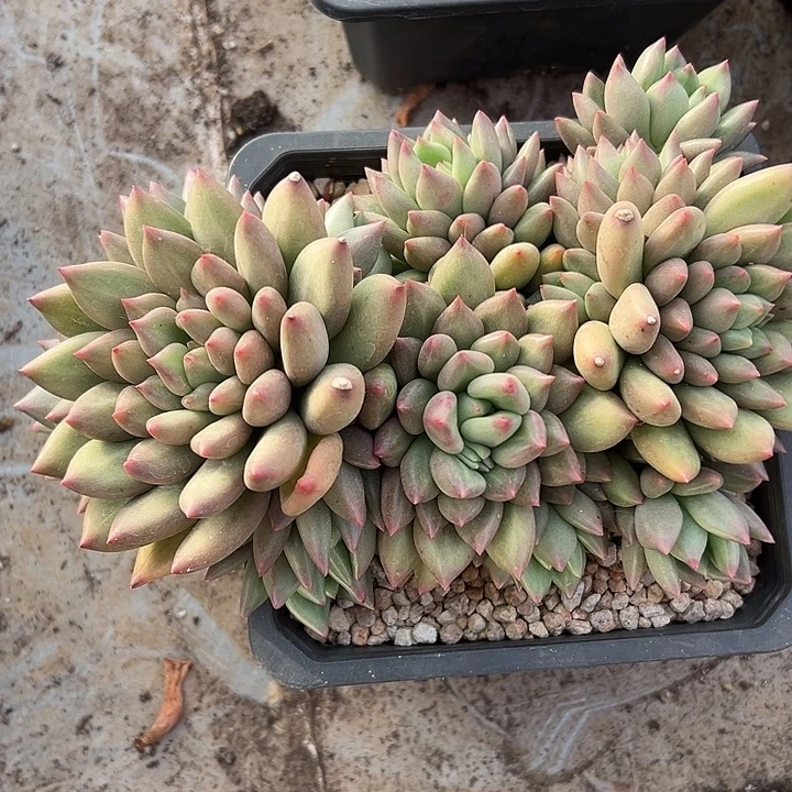 超大米其林群生多头多肉