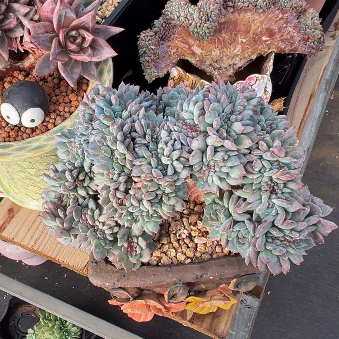 *****紫心琥珀缀 天天开心