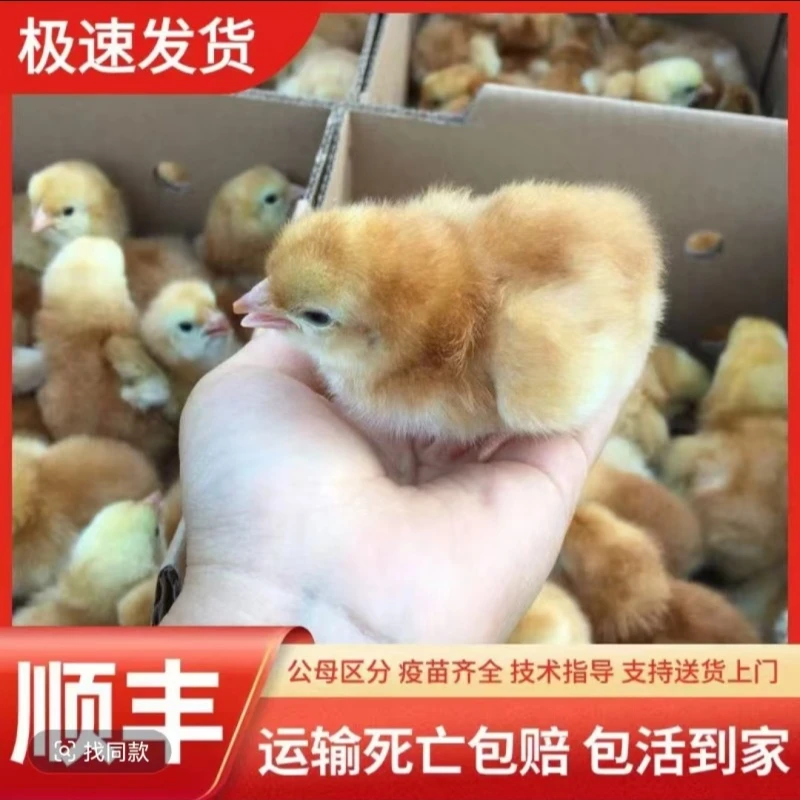 宠物三黄鸡发货是出壳5天左右的顺丰包邮公母可选