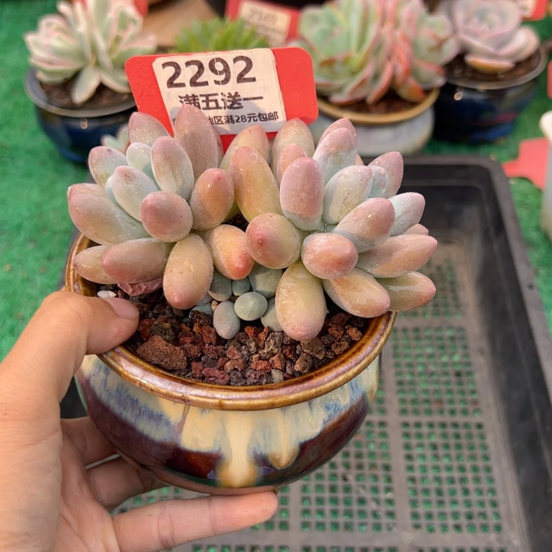 表妹精品多肉2292.