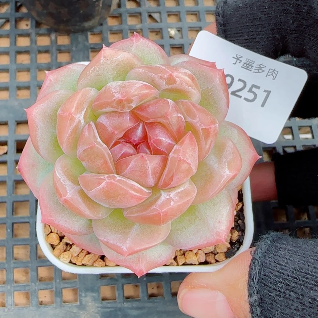 栀子花，9251多肉植物