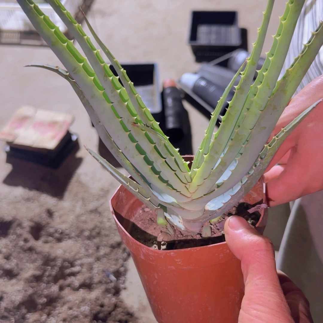 ઇ***ଓ块根植物块根植物