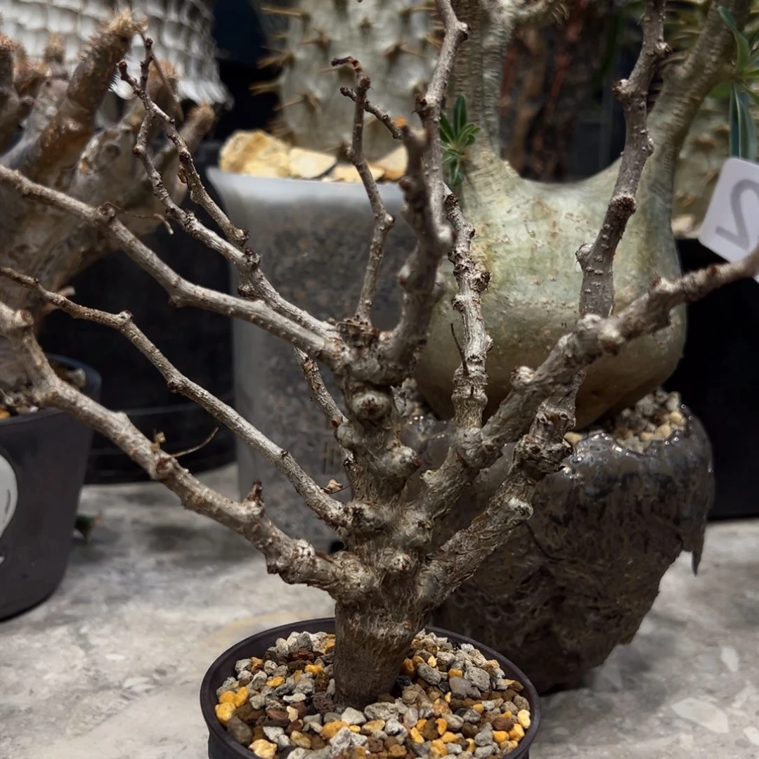 缘**满362沙漠苏木块根植物脱土发货