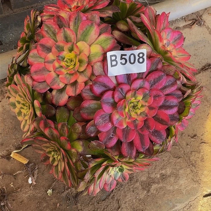 芳****旧多肉法师508号舞天姬