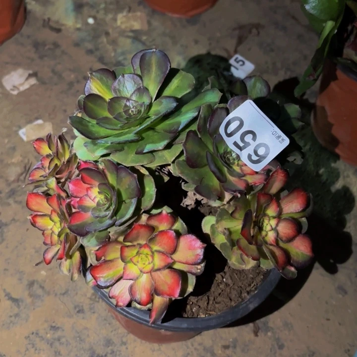 650海王七彩多肉植物不售后