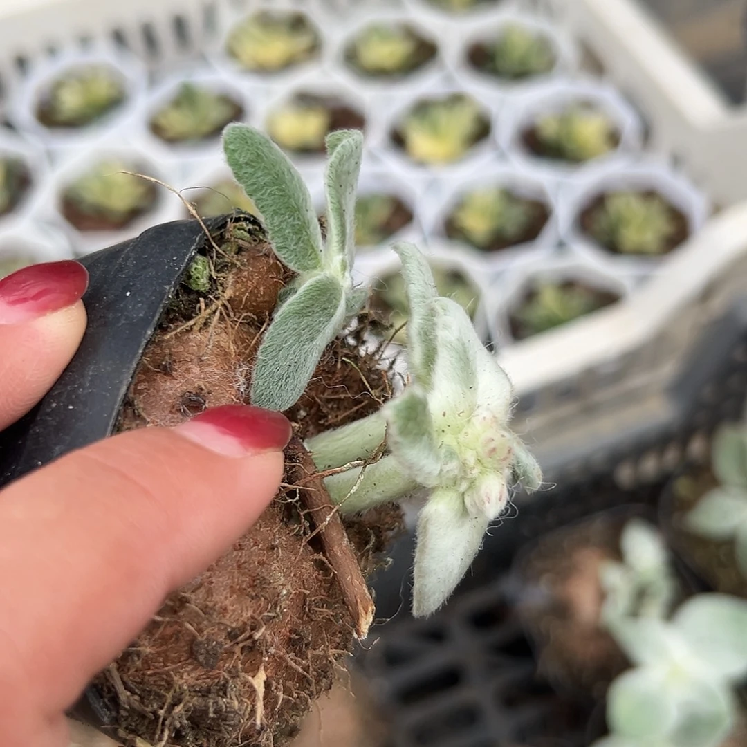 多肉植物断崖女王