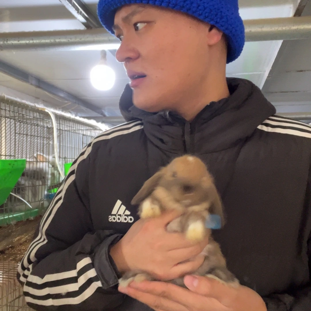 宠物兔英系安哥拉兔