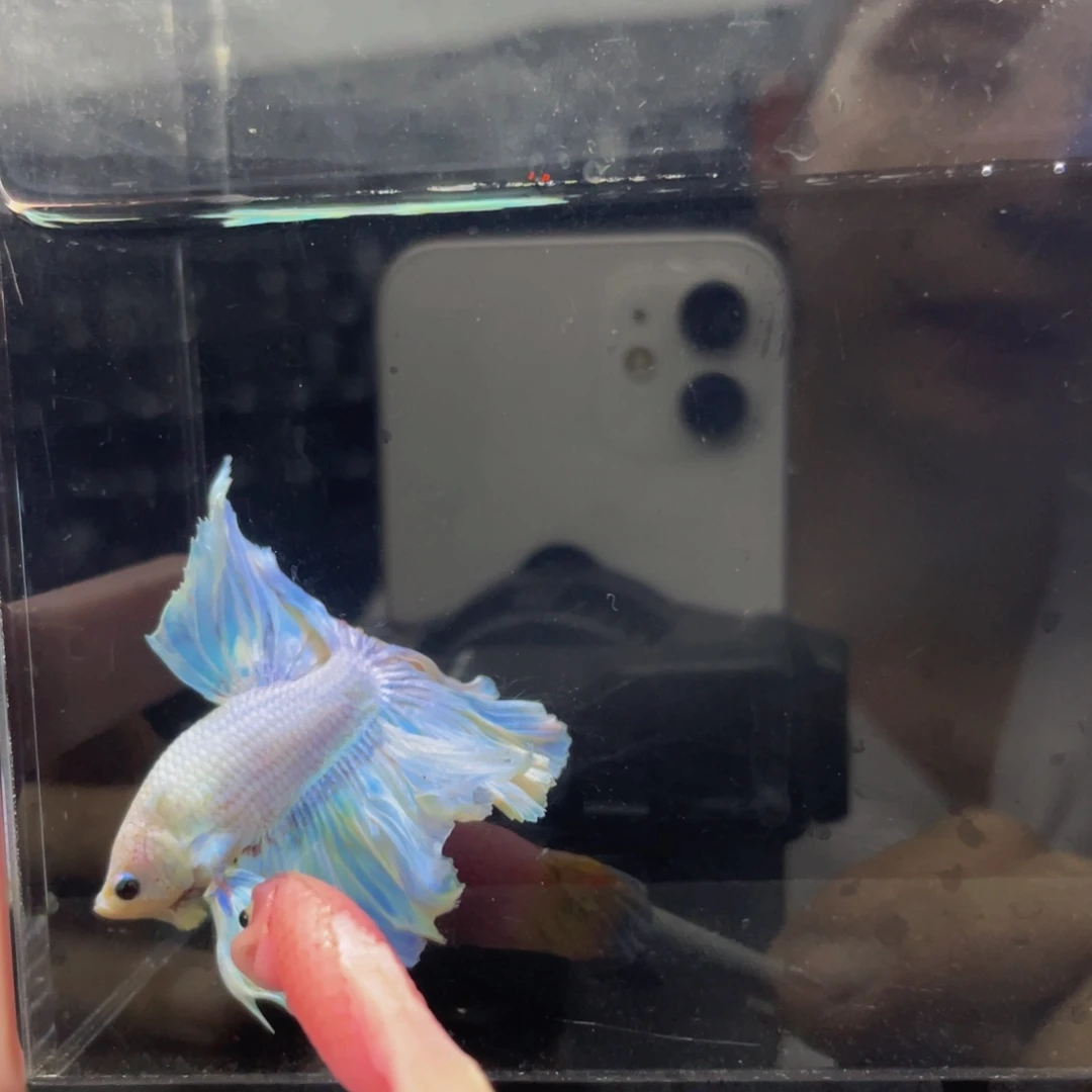 蓝口孵鱼哈哈哈哈哈571