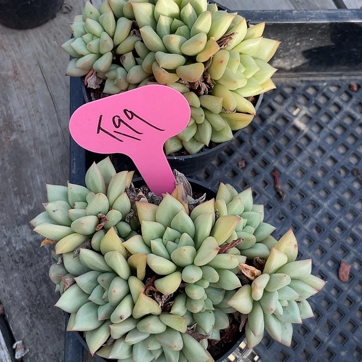 黄金象牙多肉植物199