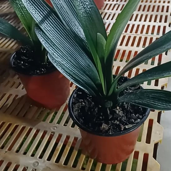 完全开放君子兰花花花花花花