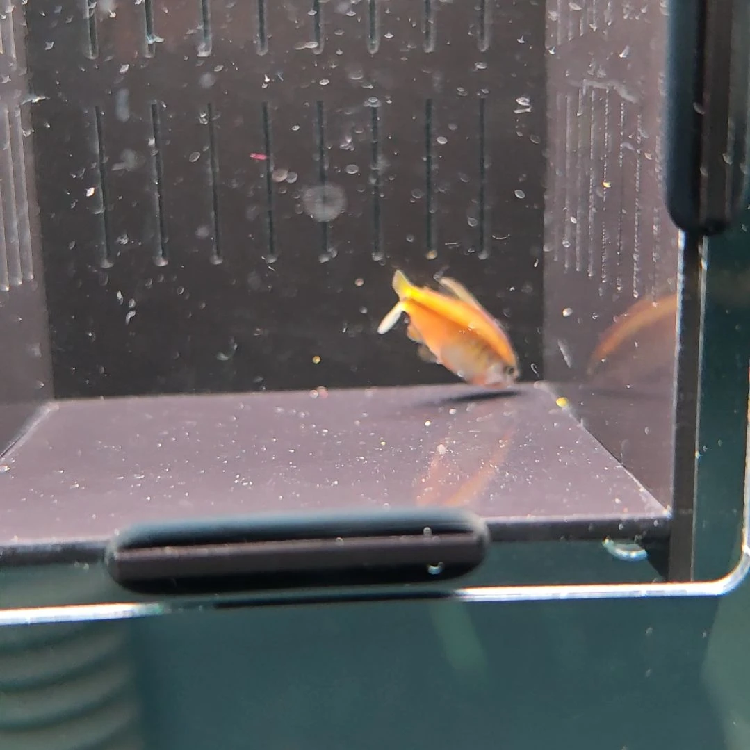 灯科鱼超级黄魔鬼