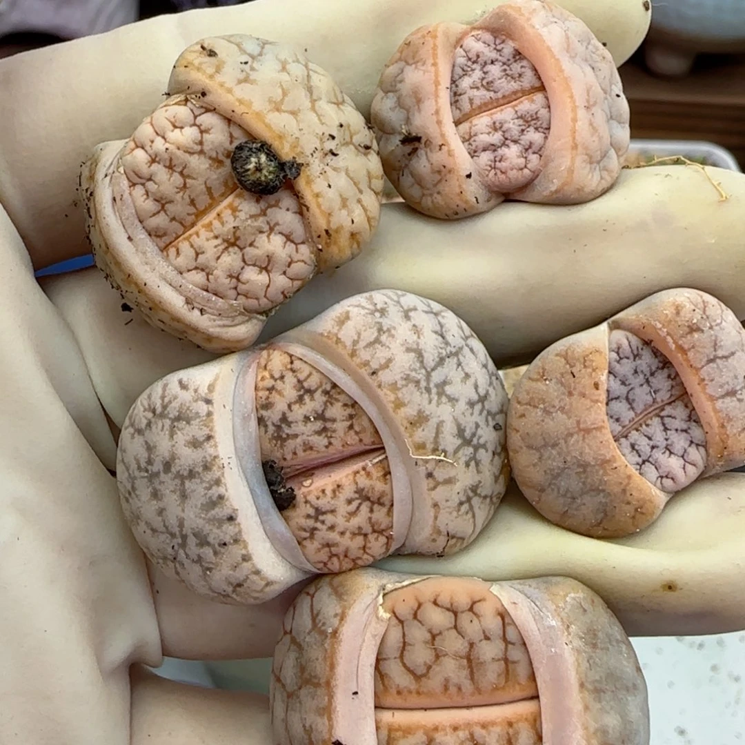 146福利福利福利