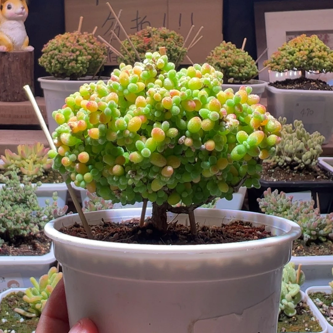 229金桔一物一拍包开箱